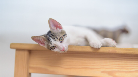 Por qué los gatos tiran objetos al piso aunque sepan que están ahí.