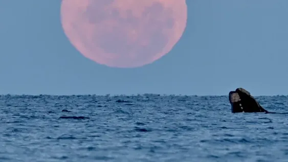 La superluna del ciervo, más grande y luminosa, ya puede verse en Argentina