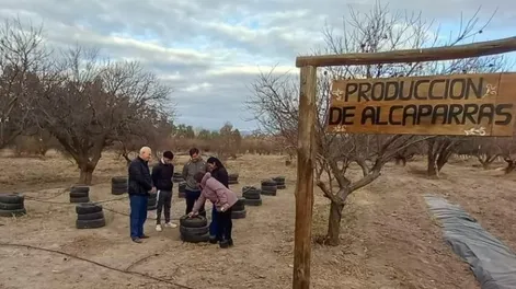 Alcaparras y olivos en la Escuela de Enología