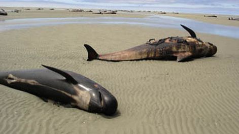 Ballenas muertas en Nueva Zelanda