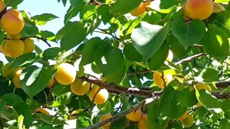 Cosechan damascos en las cálidas tierras albardoneras