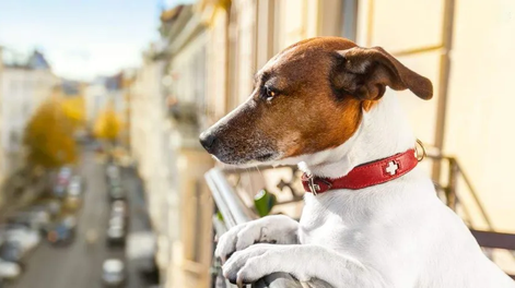Aplican ley que prohíbe mantener perros y gatos en balcones, sótanos, terrazas y patios