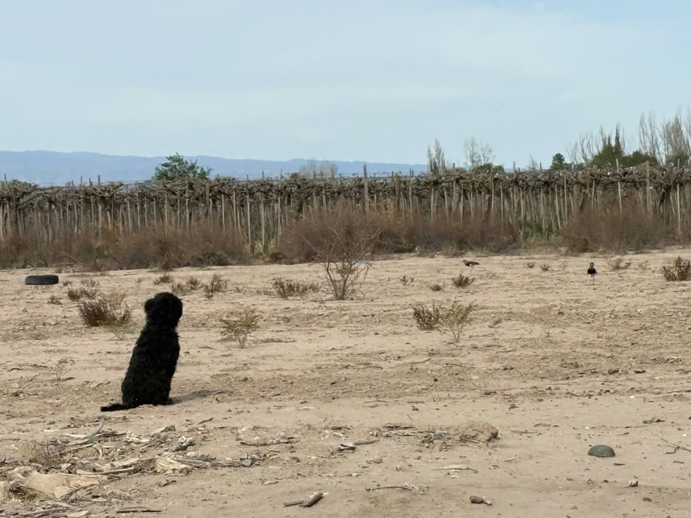 Entre el terreno en recuperación y las viñas vecinas, las aves vuelven a El Mogote. Gamboa, testigo de cada jornada.