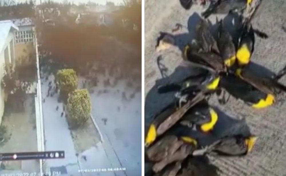 Video estremecedor: decenas de pájaros murieron misteriosamente mientras volaban