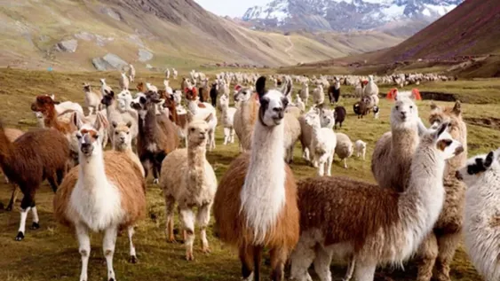 ¿Las llamas y alpacas tienen los anticuerpos contra el coronavirus?