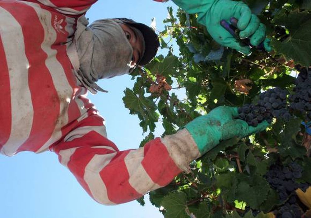 Gamela: Un precio tentador para atraer cosechadores