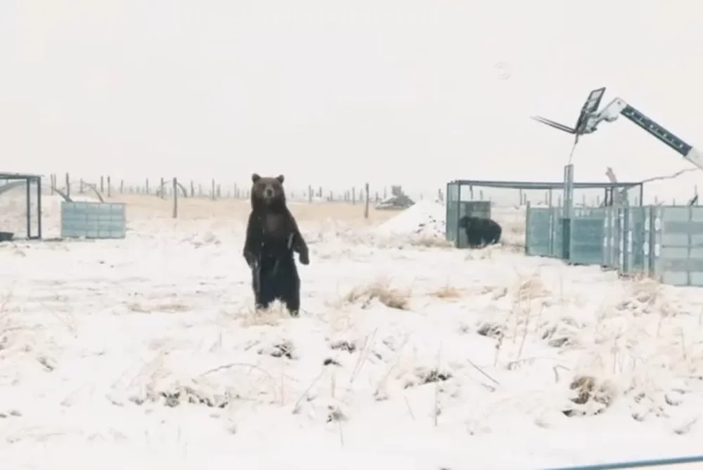Así fue la emotiva liberación de los osos de Mendoza que vivieron 20 años enjaulados