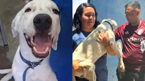 La historia de Duque, el perro robado que volvió a casa y pudo pasar Año Nuevo con su familia