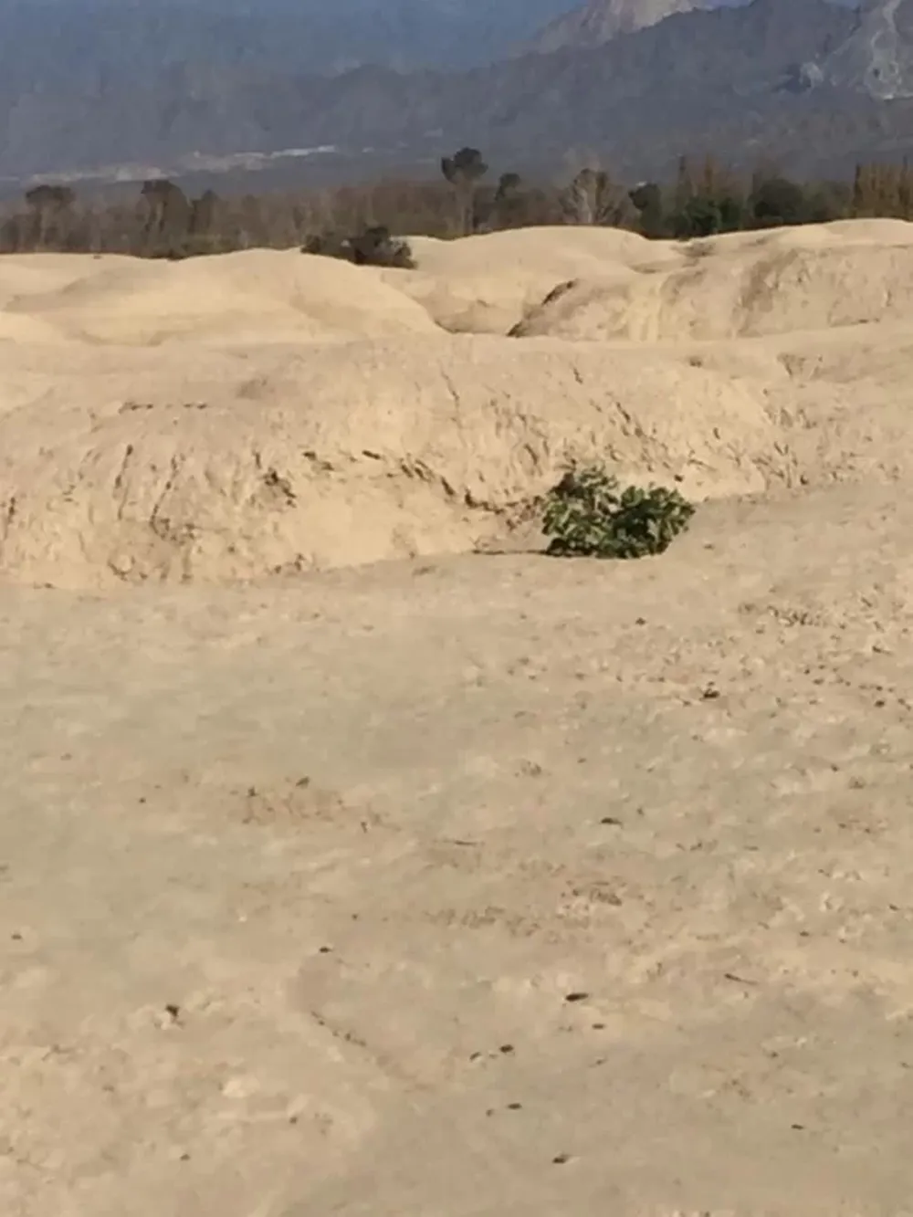 [FOTOS] Hallaron huesos humanos en un descampado de Ullum e investigan el origen