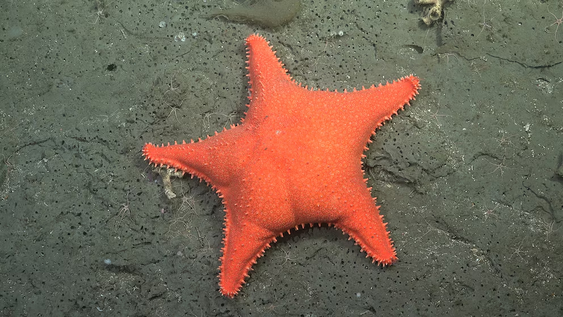 Estrella de mar. Foto:&nbsp;ROV SuBastian/ Schmidt Ocean Institute