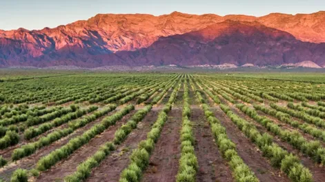 Este año ingresarán en producción 1.100 hectáreas más de olivos.