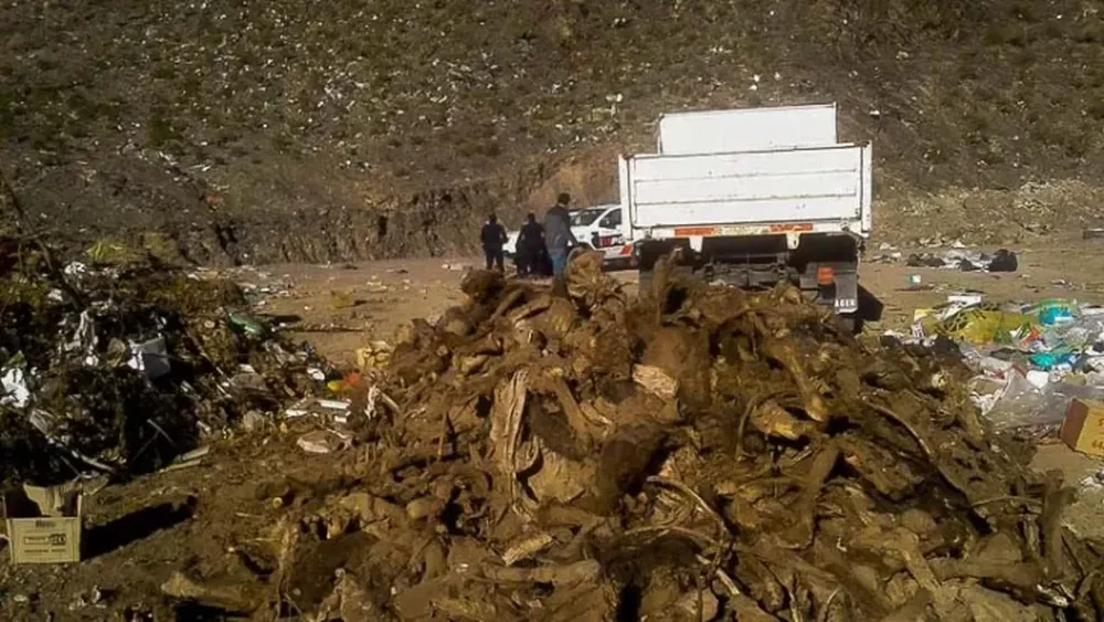 Limpiaron, desinfectaron y cerraron el predio donde encontraron restos de caballos