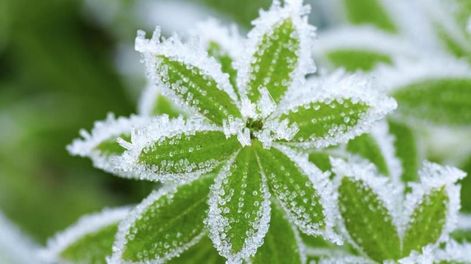 Como proteger tus plantas de las heladas y el frío: Consejos para mantener tu jardín sano Como proteger tus plantas de las heladas y el frío: Consejos para mantener tu jardín sano