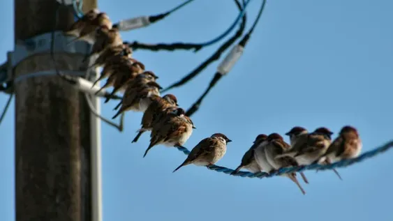 Las extrañas protestas contra los pájaros: creen que son drones del gobierno