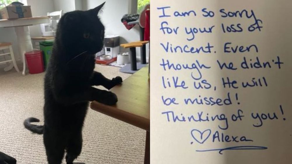 Murió su gato y la veterinaria le dedicó una emotiva carta