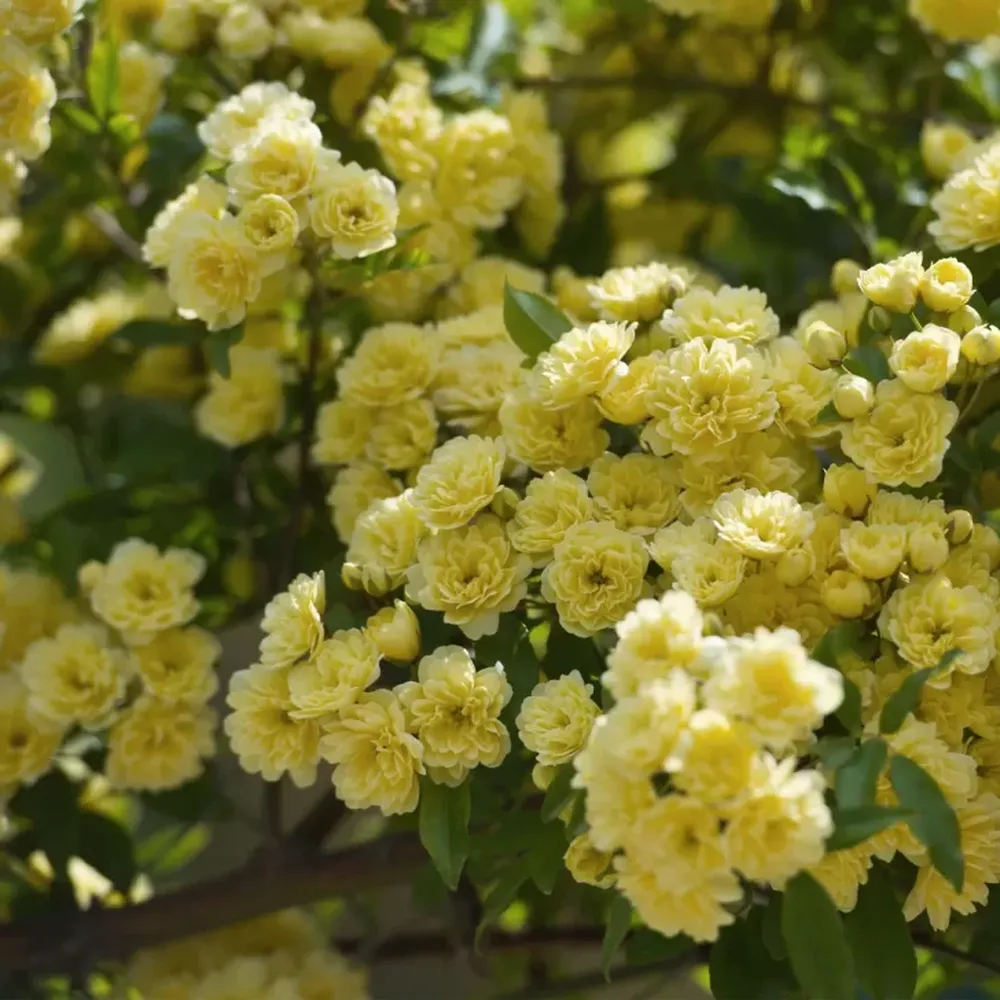 Cuál es la planta trepadora que tiene flores todo el año y es ideal para crear un cerco