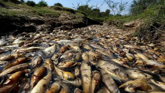 Murieron miles de peces en un río de Paraguay