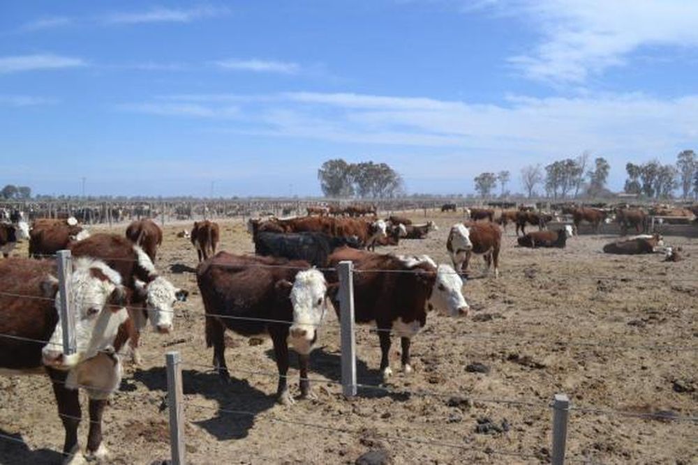 Un feedlot se reactiva en Angaco