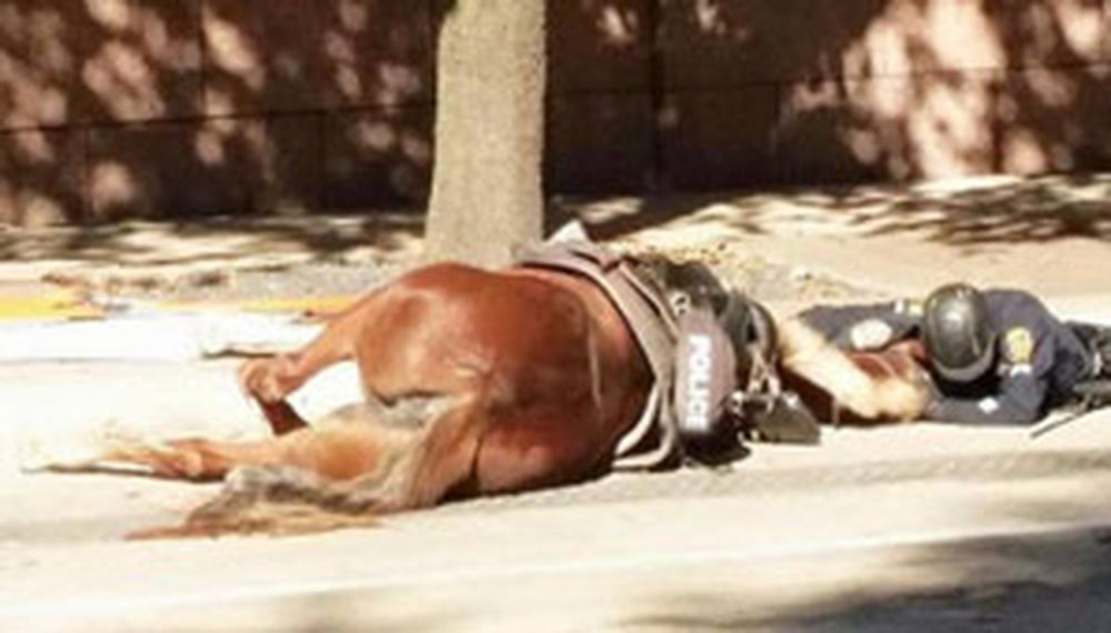 Charlotte, la yegua que conmueve a todos en las redes