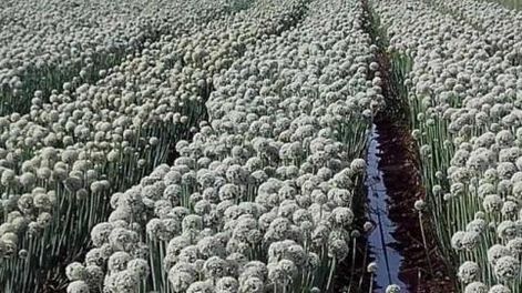 Caen las exportaciones de semillas argentinas, pero mejoran en Cuyo