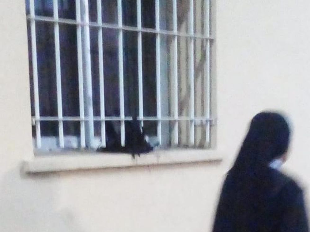 Aparecieron gallinas muertas en el búnker de Abarca y hay revuelo en Albardón