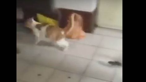 Increíble, pero real: el video en el que el ratón corre al gato
