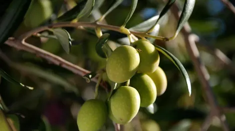 Universidad y sector productivo piensan el olivo