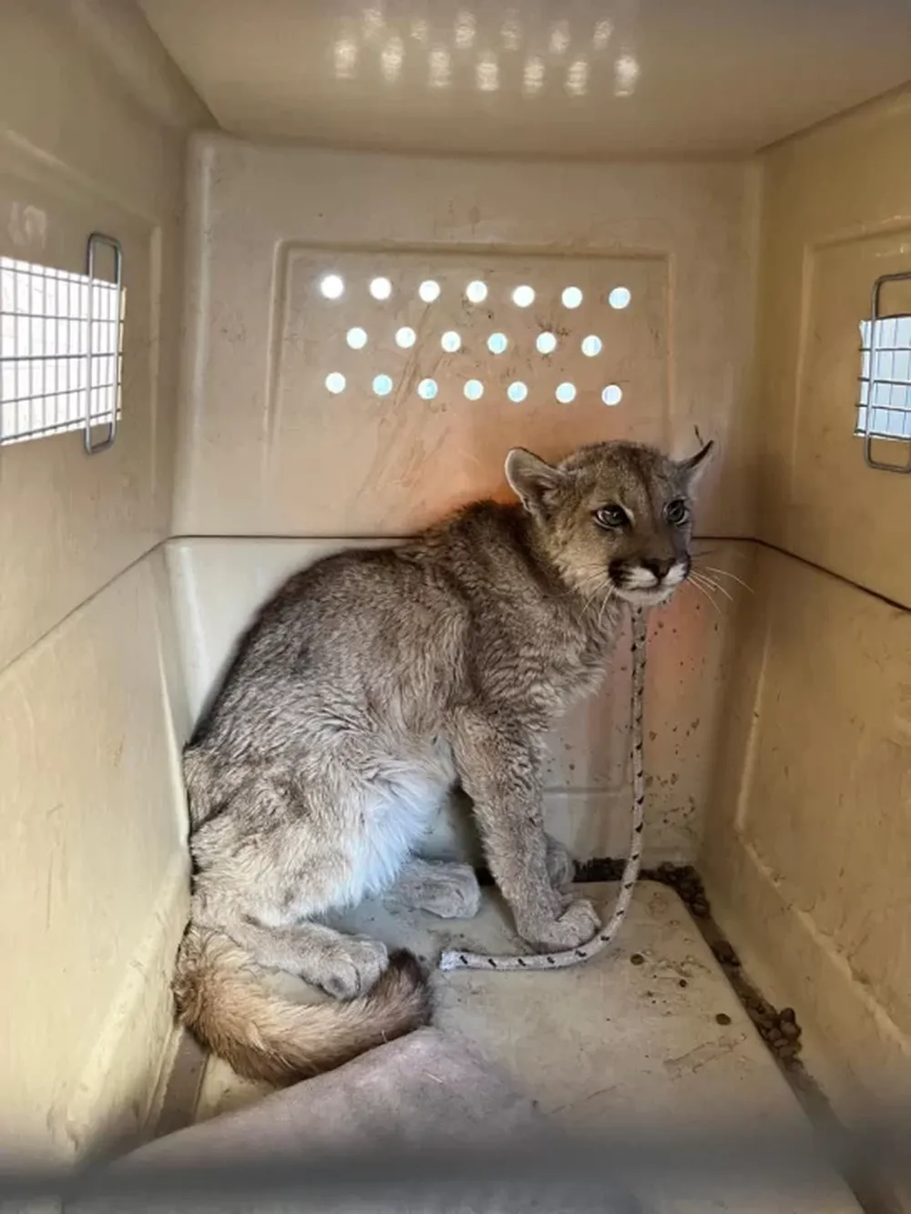 Rescate exitoso de un puma juvenil en Albardón: cómo un llamado al 911 salvó la vida del animal