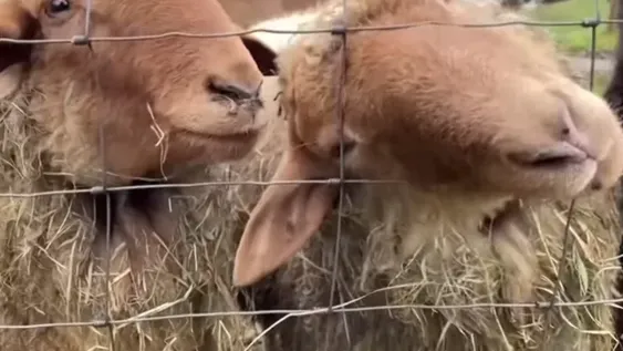 [VIDEO] Cientos de ovejas llaman a vacunarse contra el Covid-19