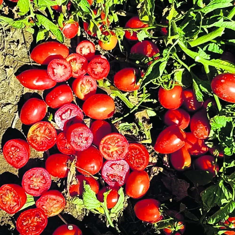 Las resistencias, los grados Brix y el aguante a campo… son el futuro