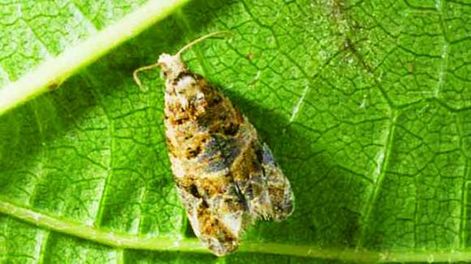 Lobesia botrana: muy preocupados en Mendoza y alerta en San Juan