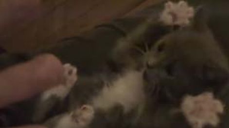 ¡Gatito mañoso!