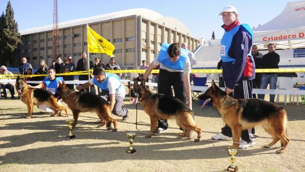 Perros con mucho temple