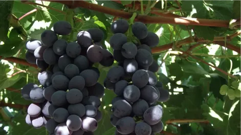 Cosechan otra variedad