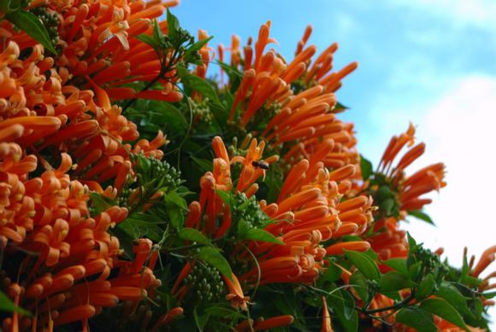 Tapiza con flores naranja
