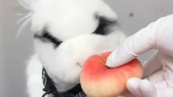 Furor por una coneja genera relajación por la forma en que mastica la fruta