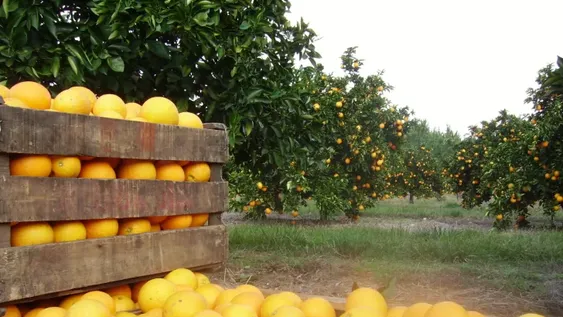 La Unión Europea cerró temporalmente su mercado a los cítricos argentinos