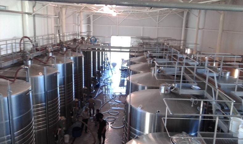 Buscan remediar suelos con plomo mediante una planta ornamental