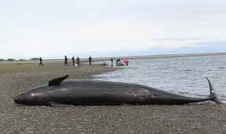 Aparecen 20 orcas muertas en el Estrecho de Magallanes
