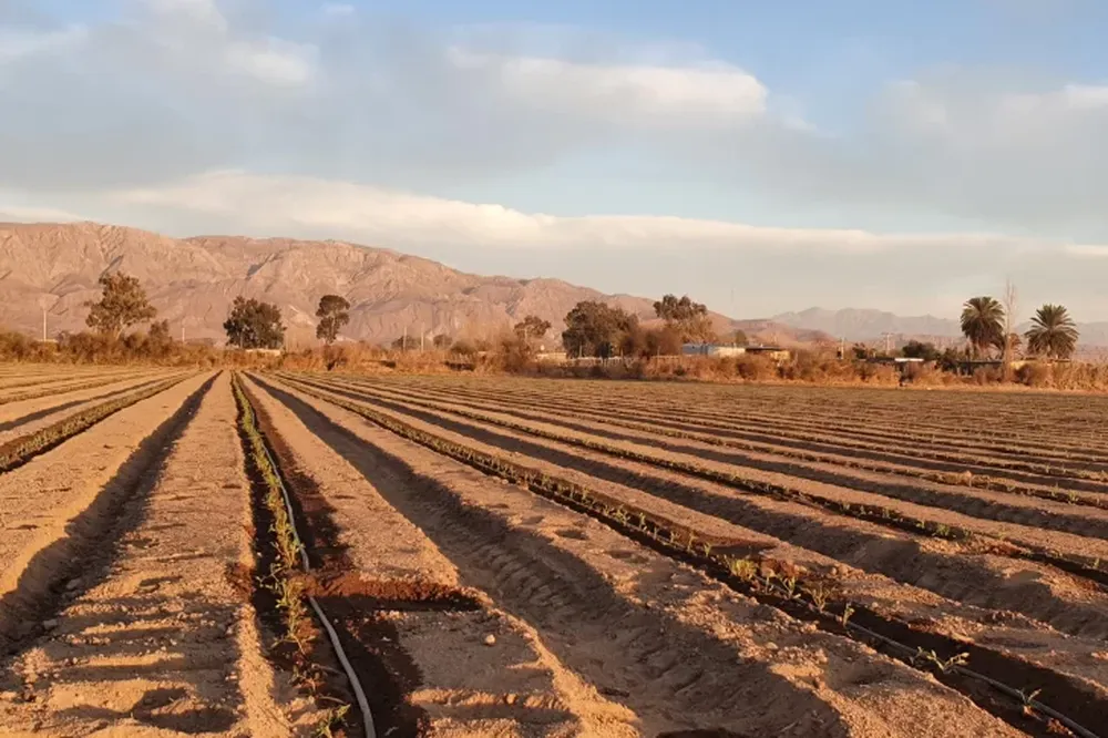 Comenzó cosecha de aceituna conservera en año prometedor