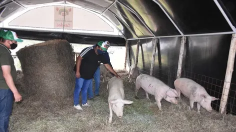 Inauguraron proyecto ganadero jachallero de “camas profundas”