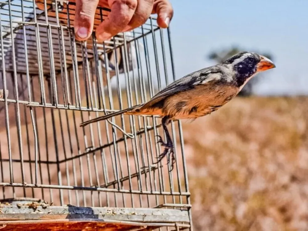 Que nadie olvide que son libres