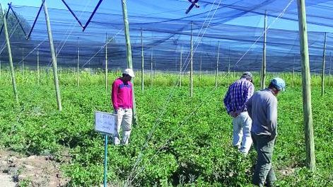 Vuelve la producción de semilla de papa en los valles cordilleranos