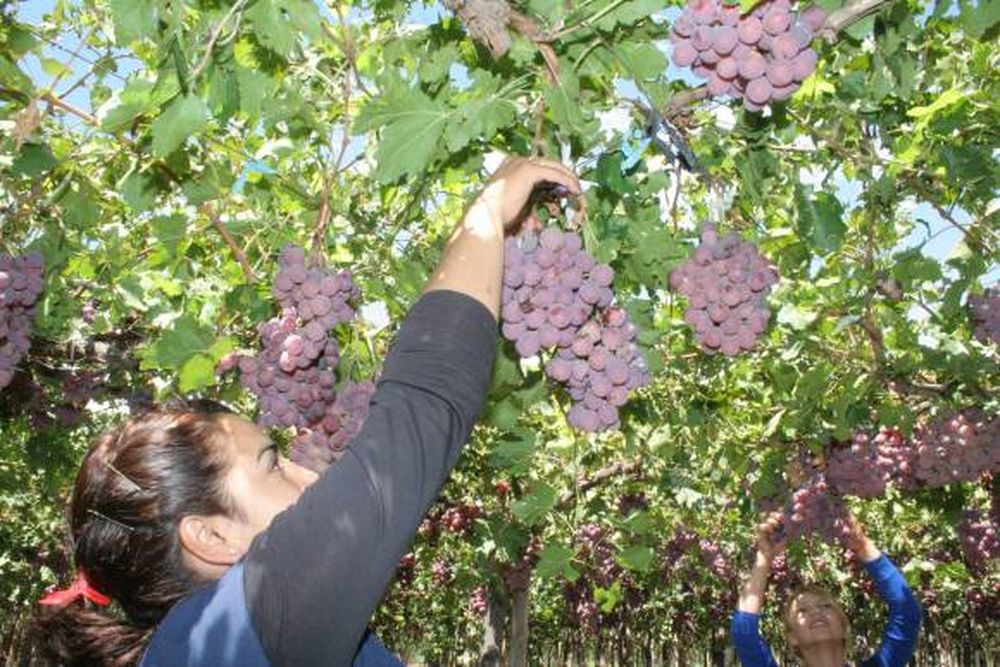 Avanzan 2 obras clave para la vitivinicultura