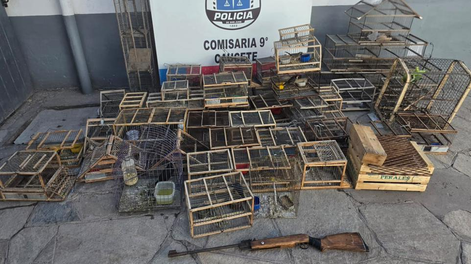 Las aves rescatadas y el arma secuestrada por la Policía.
