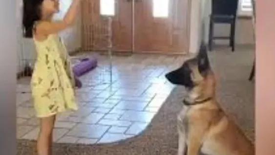 Un perro jugó a las escondidas con su pequeña dueña y se volvió viral