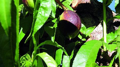 Una deficiente floración produjo mermas en damasco y ciruela