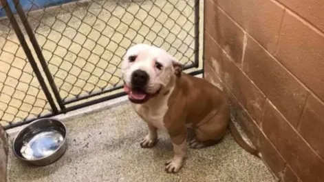 Un nene no quiso hacer los deberes y su familia regaló a su perro como castigo
