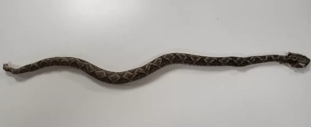 Salió a su jardín y la mordió una falsa yarará: está internada