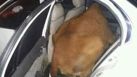 Quiso robarse una vaca y la metió en el asiento trasero del auto